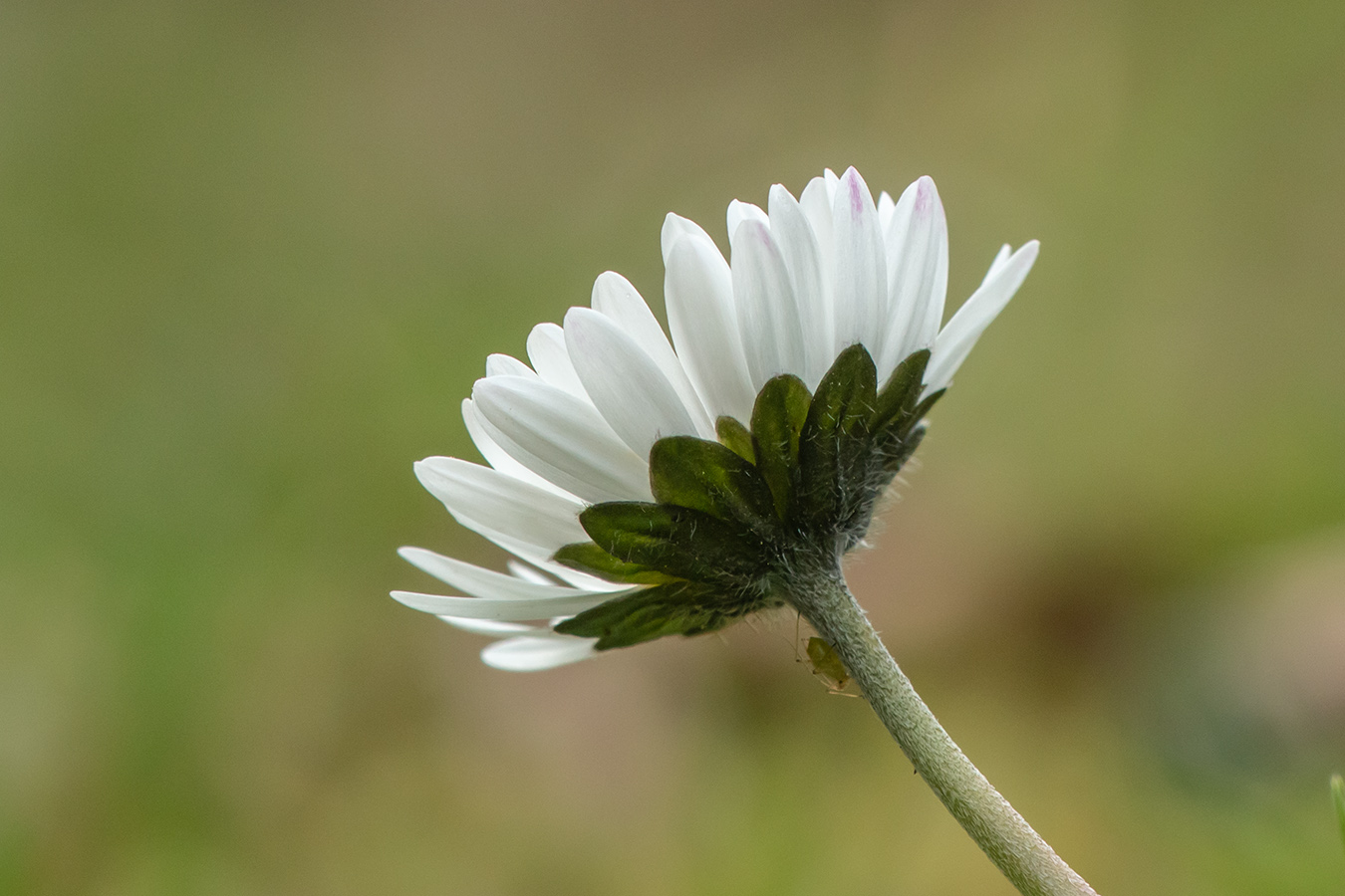 Image of Bellis perennis specimen.