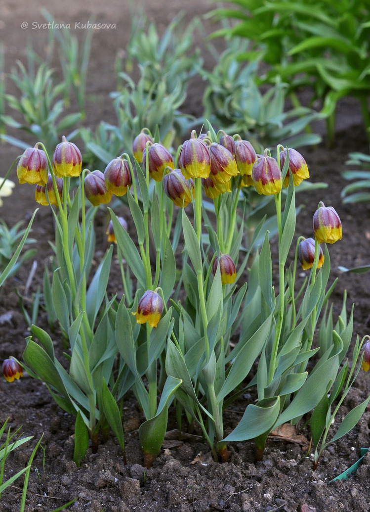 Image of Fritillaria michailovskyi specimen.