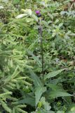 Cirsium heterophyllum