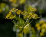 Bupleurum subspecies aureum