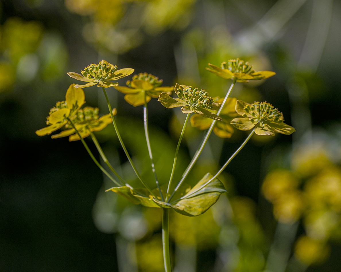 Изображение особи Bupleurum longifolium ssp. aureum.