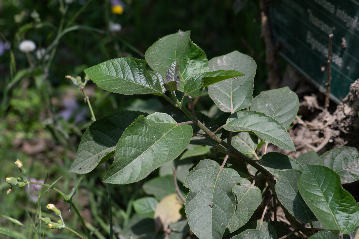 Изображение особи Delostoma integrifolium.