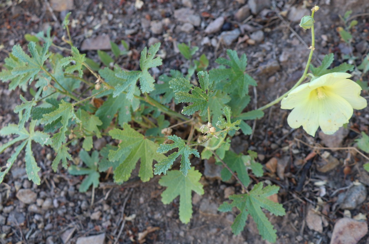 Image of Alcea rugosa specimen.