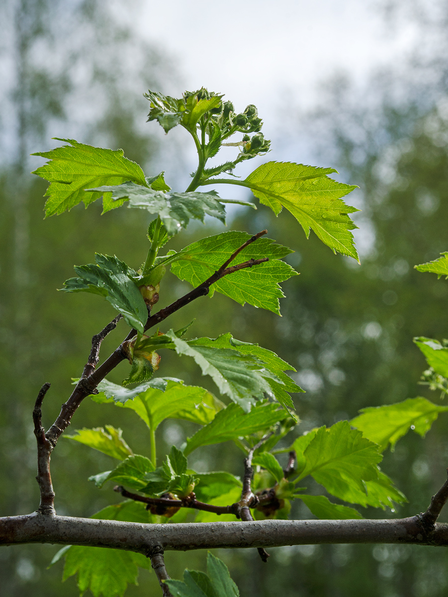 Изображение особи род Crataegus.