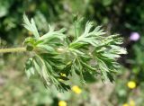 Pulsatilla campanella