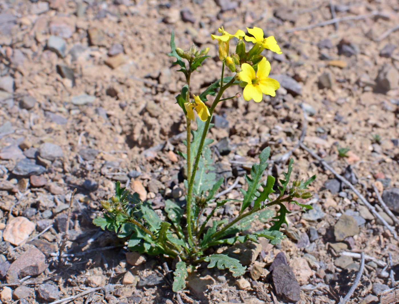 Image of Chorispora sibirica specimen.