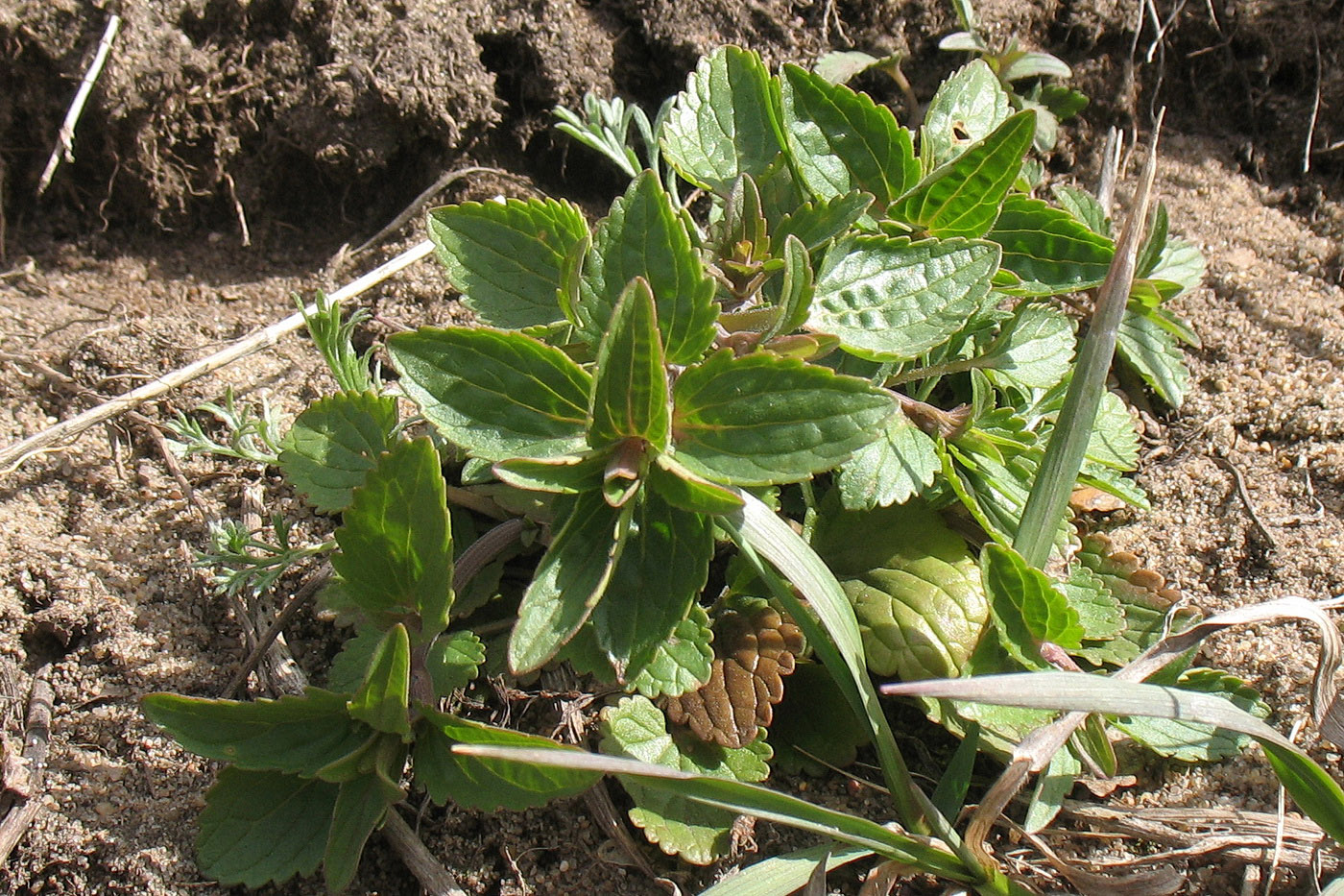 Изображение особи Dracocephalum thymiflorum.