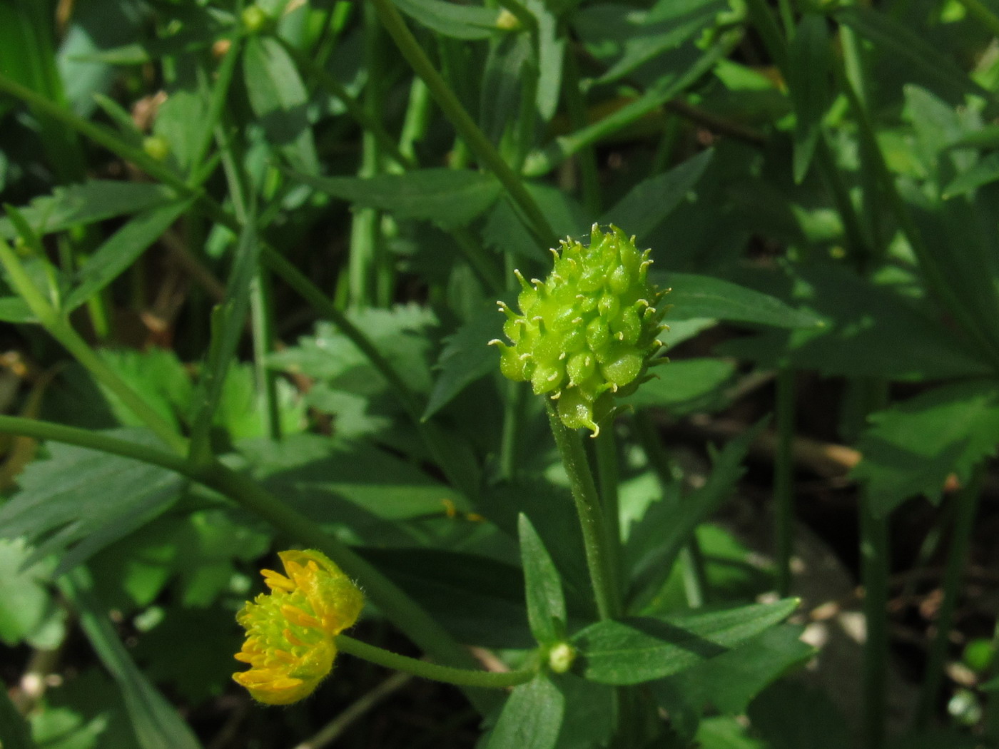 Image of Ranunculus bujbensis specimen.