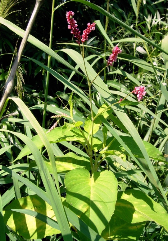 Изображение особи Persicaria orientalis.