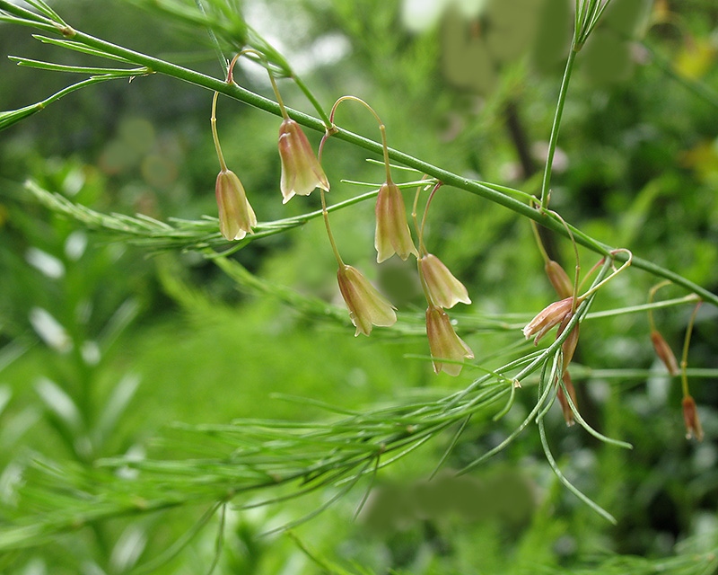 Image of Asparagus officinalis specimen.