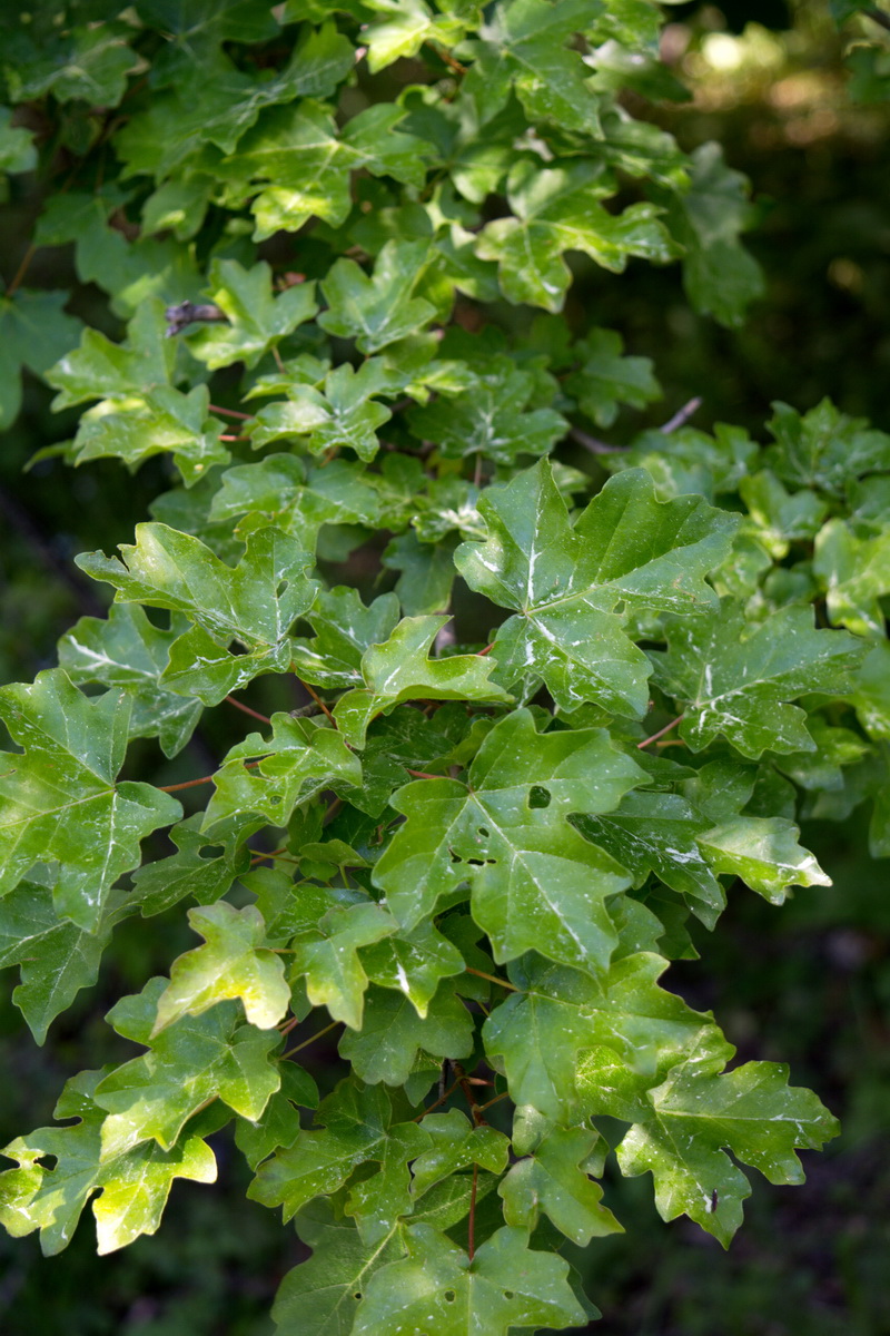 Image of genus Acer specimen.