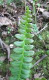 Blechnum penna-marina