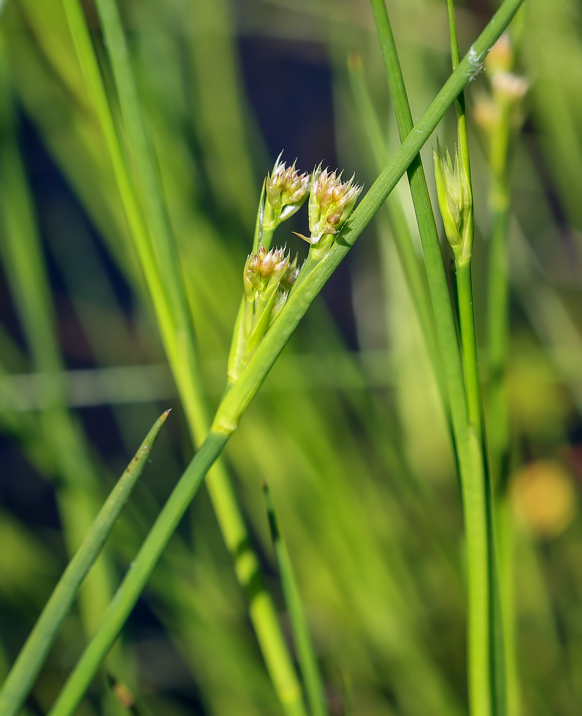 Изображение особи род Juncus.