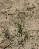 Juncus nastanthus