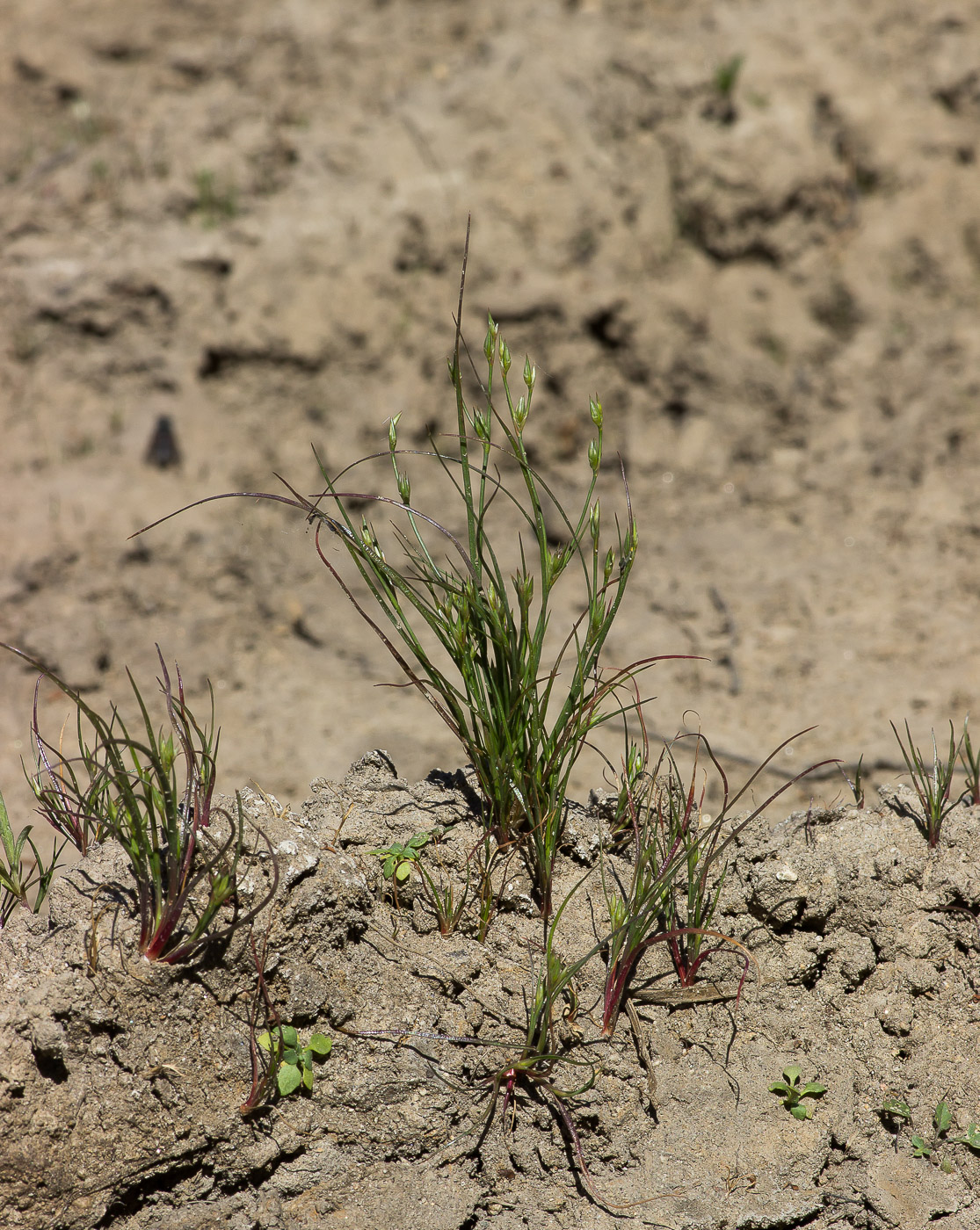 Изображение особи Juncus nastanthus.