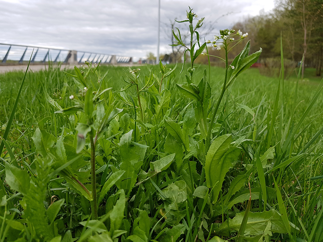 Изображение особи Capsella bursa-pastoris.