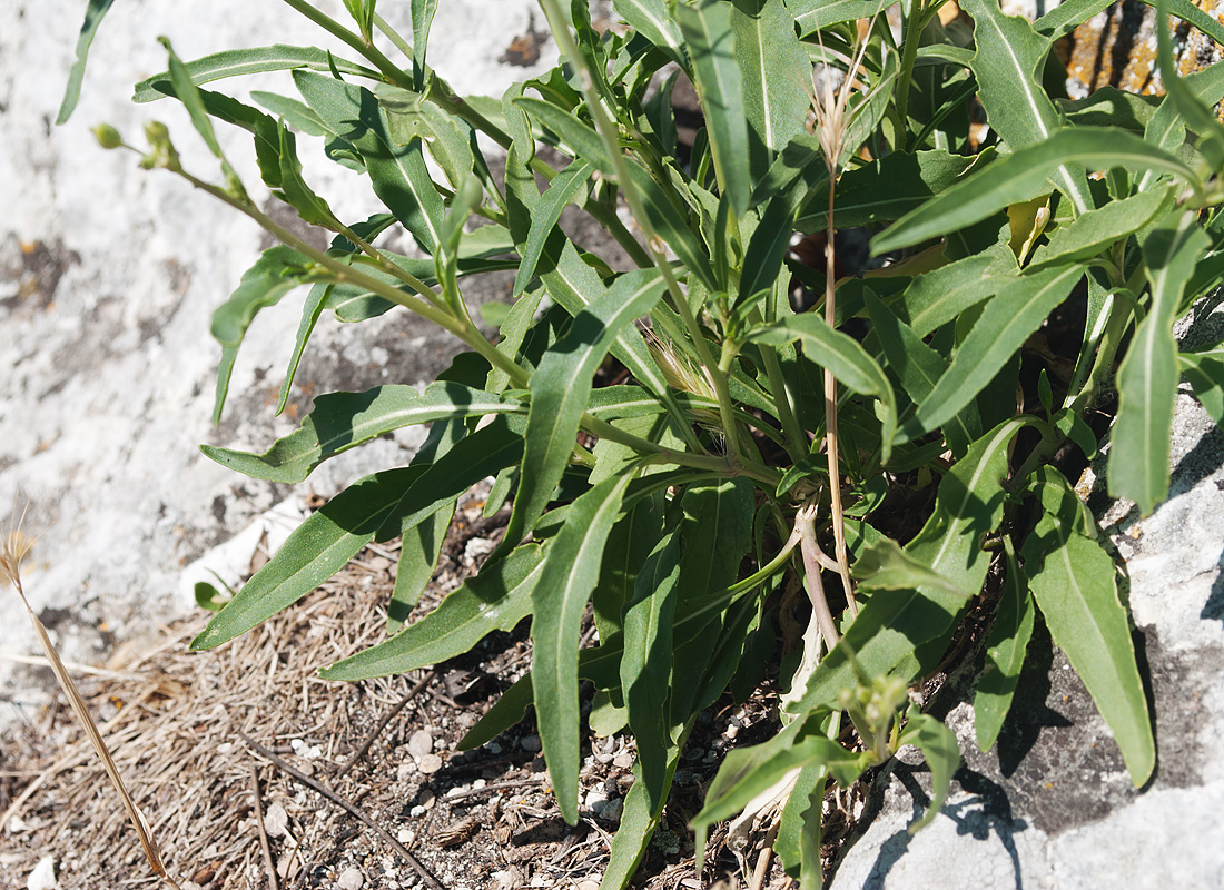 Image of Diplotaxis tenuifolia specimen.