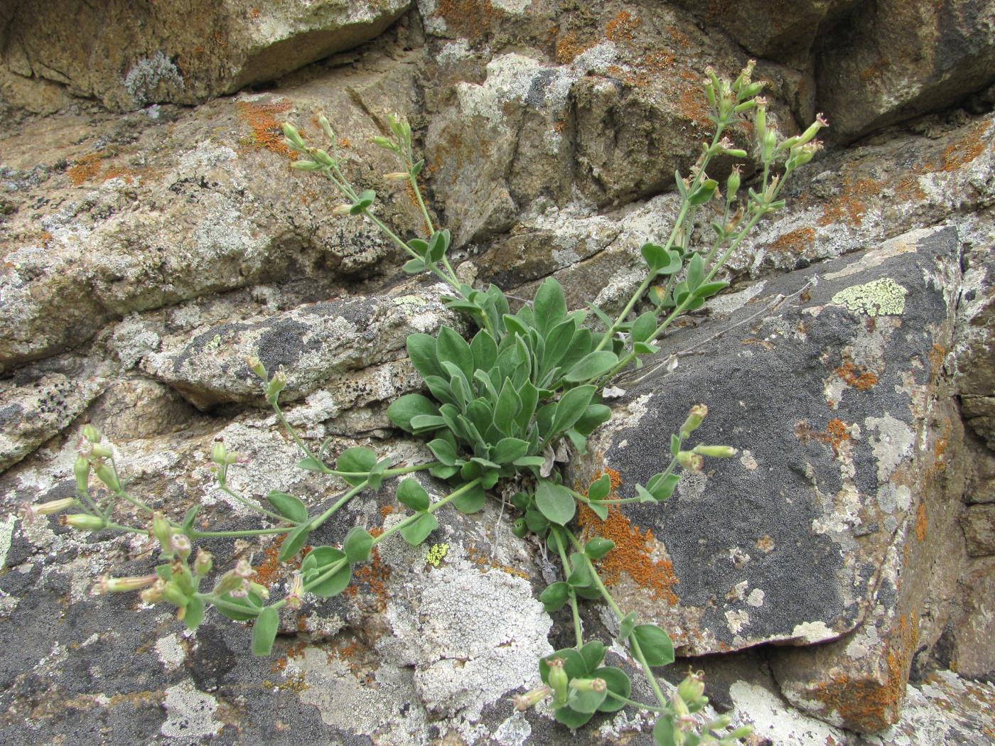 Image of Silene pygmaea specimen.