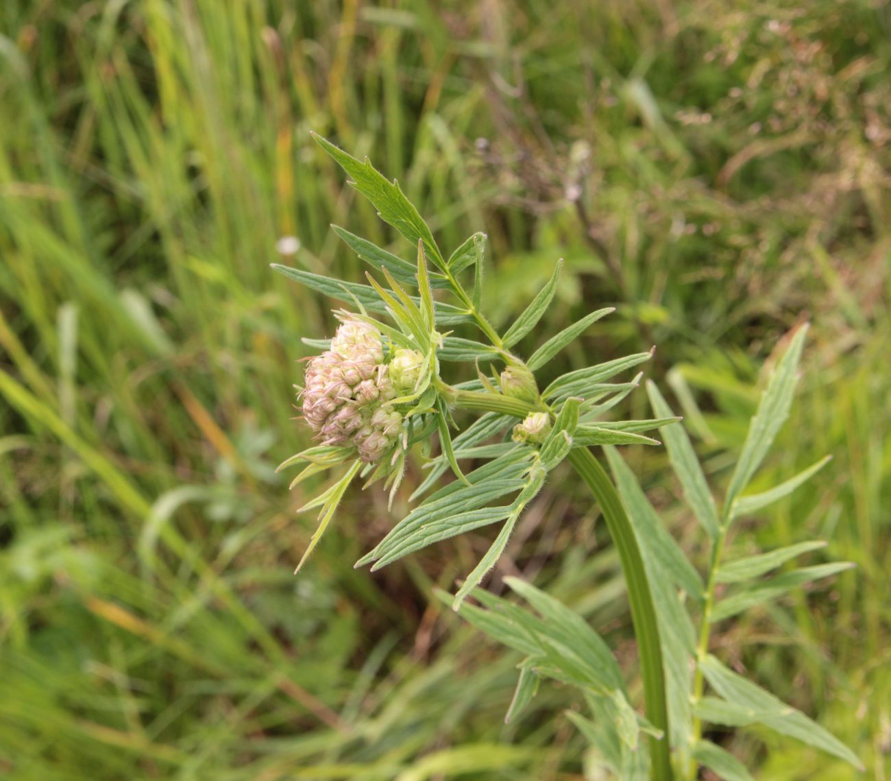 Изображение особи Valeriana officinalis.