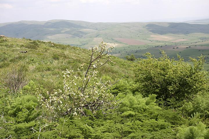 Image of Pyrus regelii specimen.