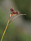 Luzula subspecies sibirica