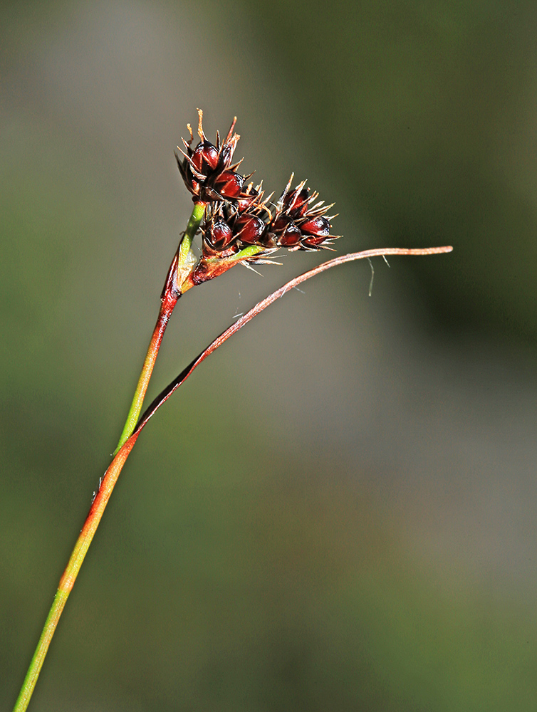 Image of Luzula multiflora ssp. sibirica specimen.