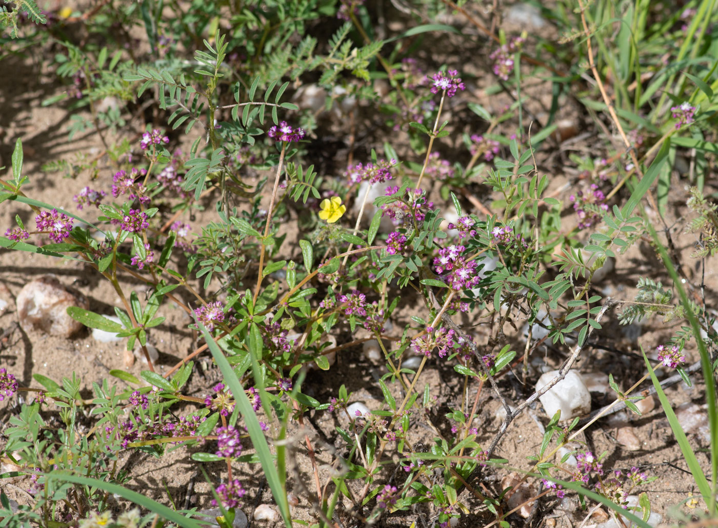 Image of Gisekia africana specimen.