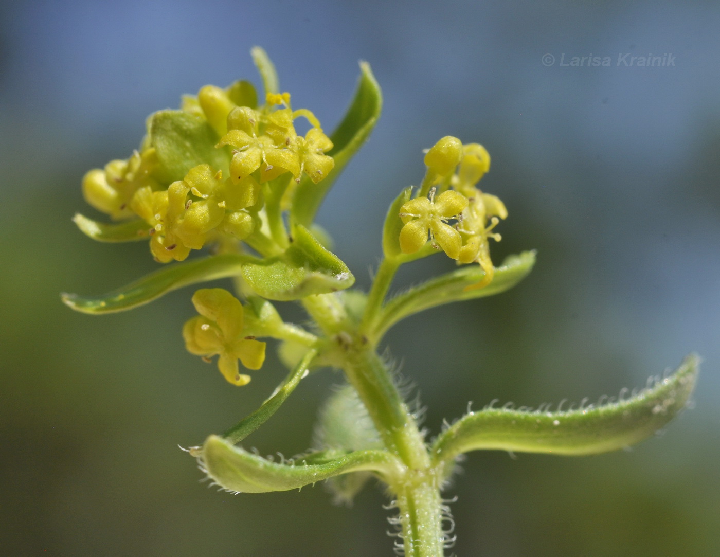 Image of Cruciata taurica specimen.