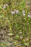 Aster amellus