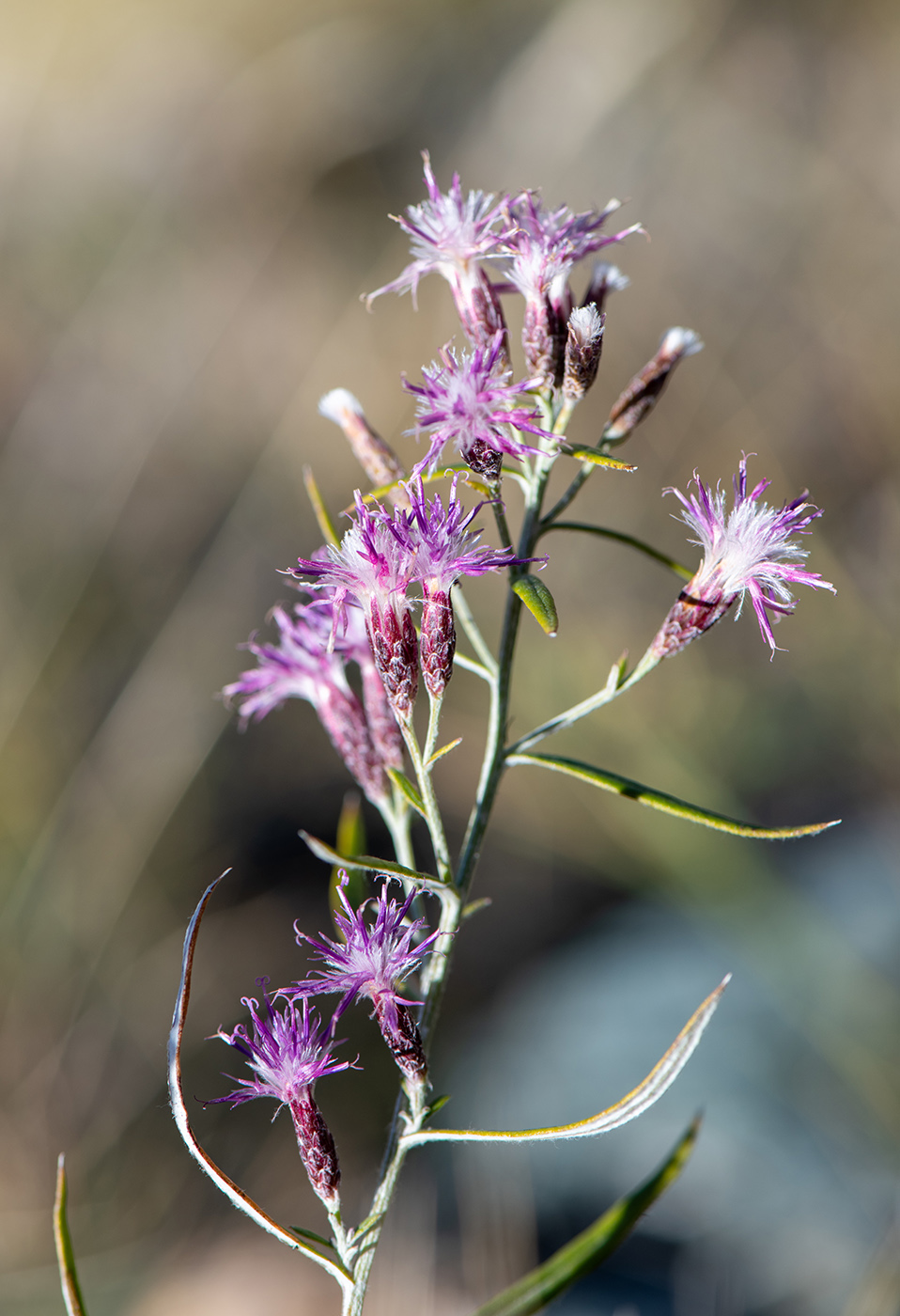 Image of Saussurea salicifolia specimen.