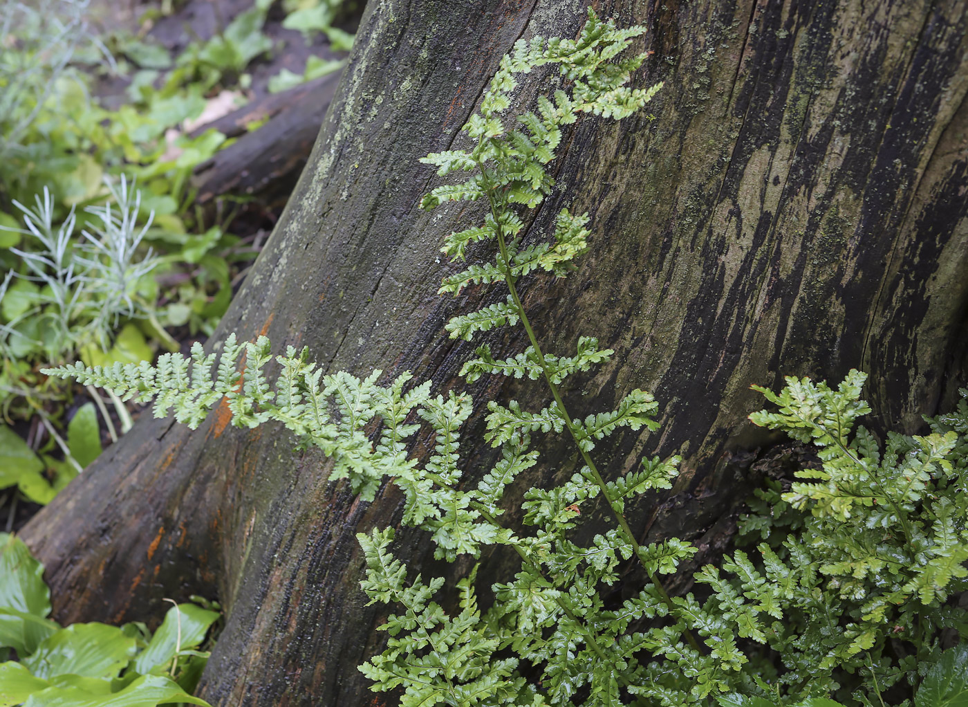 Изображение особи семейство Woodsiaceae.