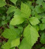 Crataegus sanguinea. Молодые побеги. Тверская обл., Весьегонский р-н, ур. Пьяная поляна, сосновый лес, реликт культуры. 4 июня 2020 г.