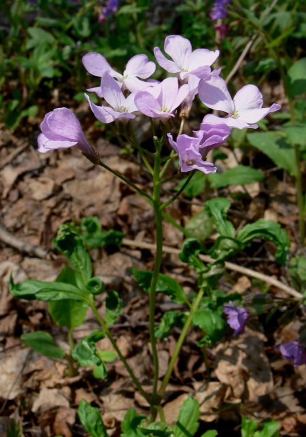 Изображение особи Cardamine quinquefolia.