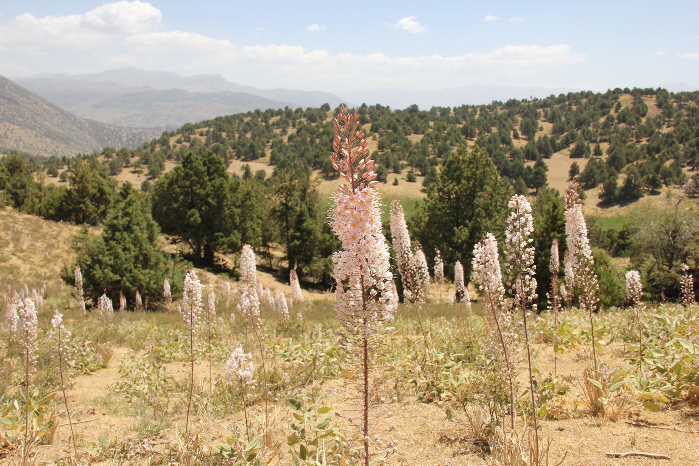 Изображение особи Eremurus olgae.