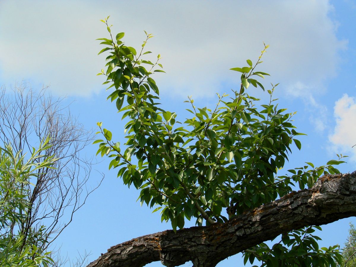 Изображение особи Populus suaveolens.