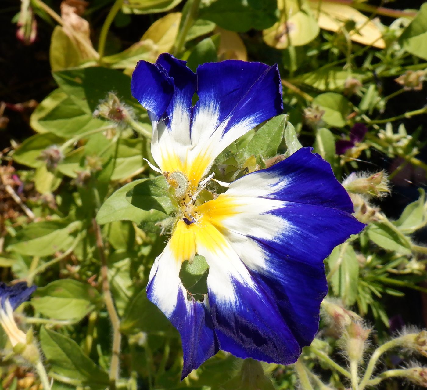 Изображение особи Convolvulus tricolor.