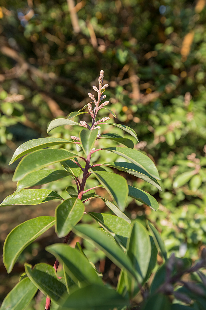 Изображение особи Arbutus andrachne.