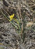 Narcissus assoanus. Цветущее растение. Испания, Каталония, пров. Барселона, комарка Осона, муниципалитет Рупит-и-Пруит, окр. водопада Сальт-де-Сальент, ≈802 м н.у.м., травянисто-кустарничковое сообщество. 24.02.2019.