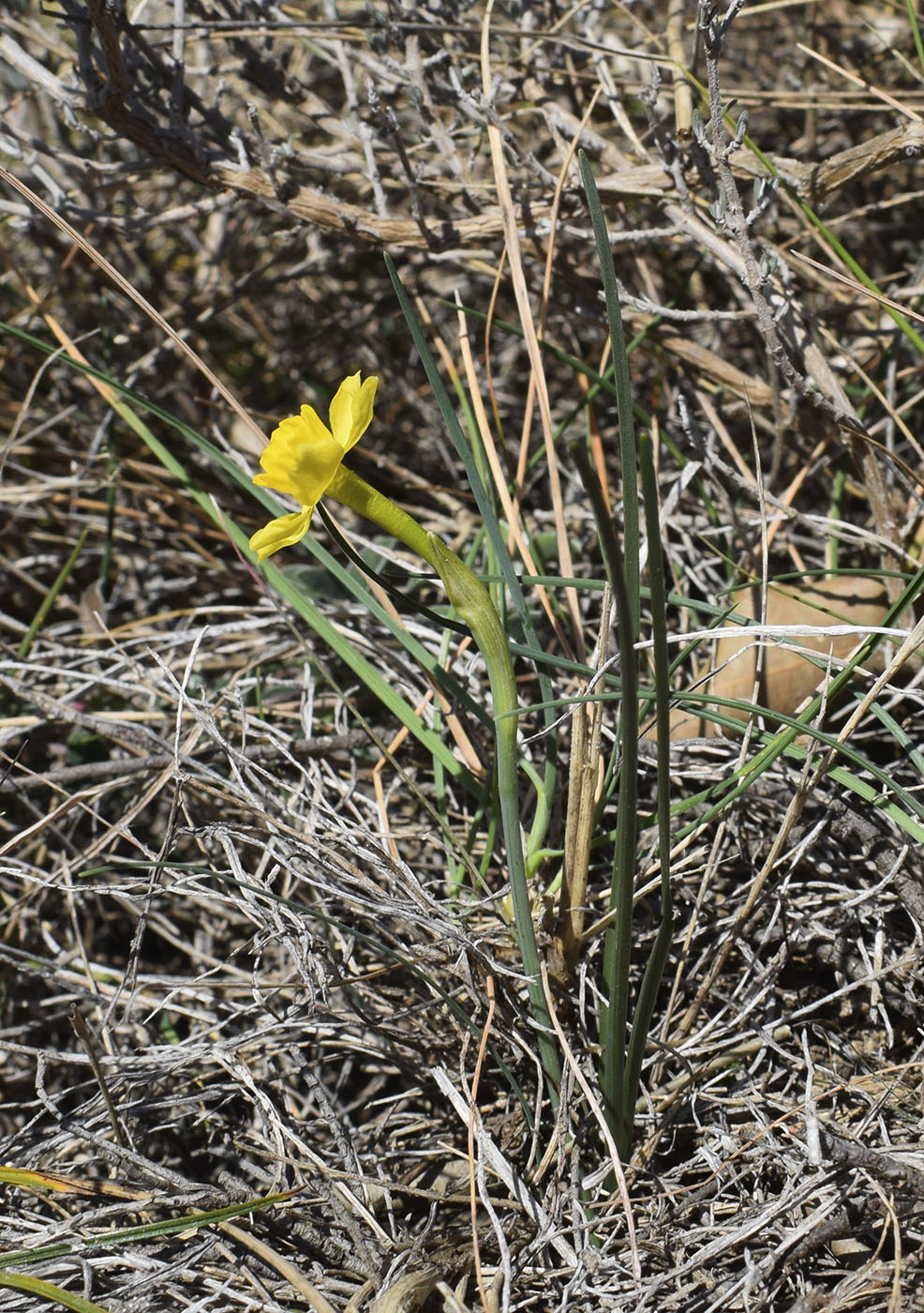 Изображение особи Narcissus assoanus.