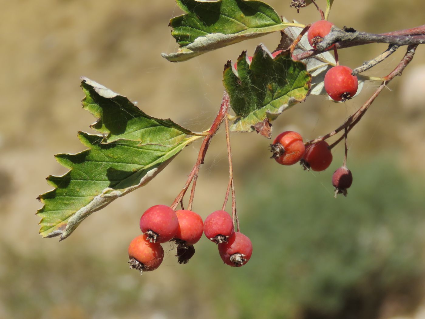 Image of Sorbus persica specimen.