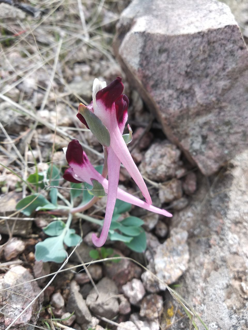 Изображение особи Corydalis popovii.