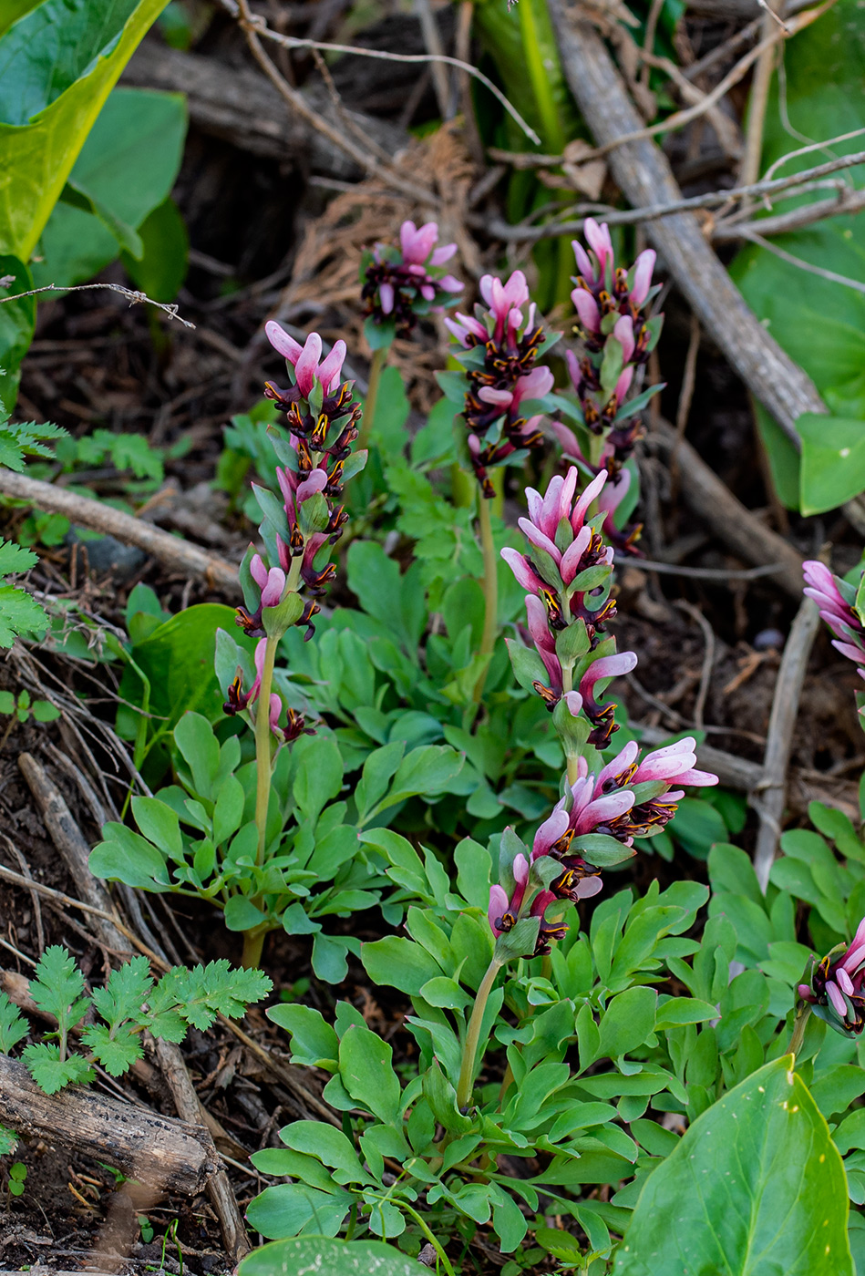 Image of Corydalis ledebouriana specimen.