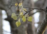 Populus alba. Ветвь с молодыми листьями. Республика Адыгея, Майкопский р-н, окр. пос. Каменномостский (Хаджох), край плато над ущельем Мишоко. 3 мая 2021 г.