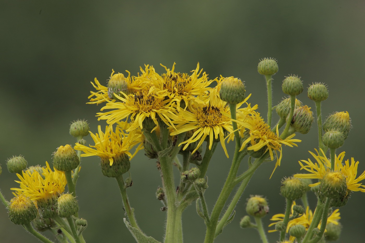 Image of Inula macrophylla specimen.