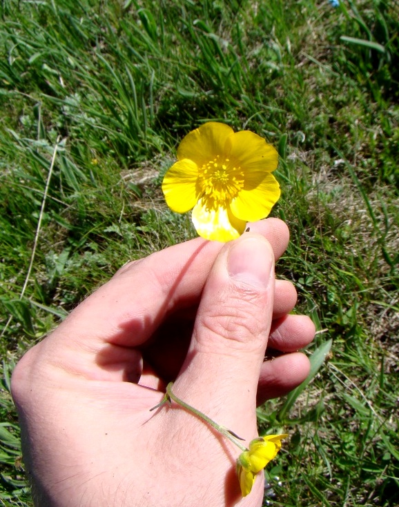 Изображение особи род Ranunculus.