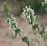 Stachys atherocalyx