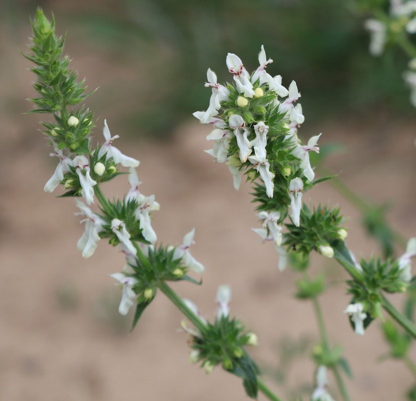 Image of Stachys atherocalyx specimen.