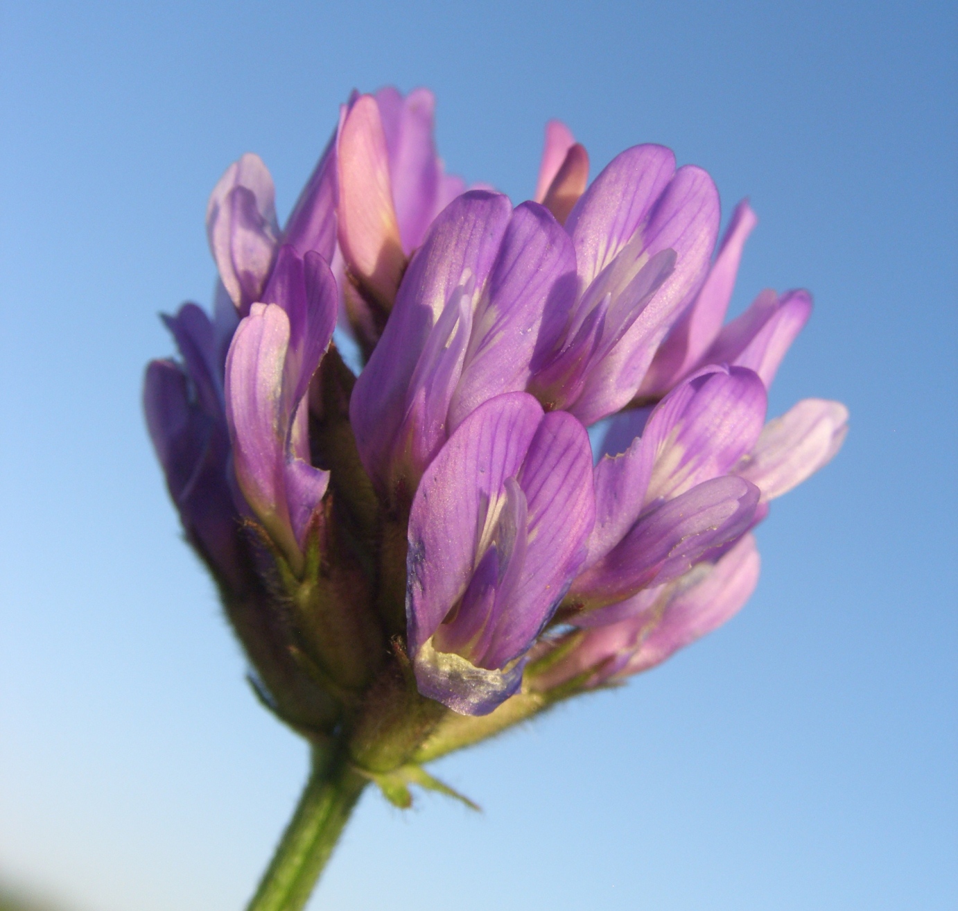 Изображение особи Astragalus danicus.