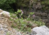 Ononis rotundifolia