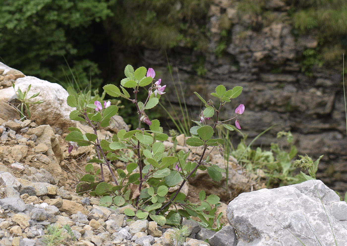 Image of Ononis rotundifolia specimen.